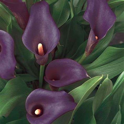 soil conditions for calla lily dark purple